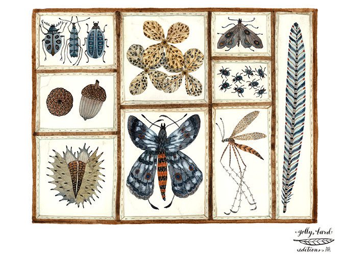 Nature Collection Print, butterflies, moths, insects, nature specimens art, giclee art print, watercolour print de GollyBard
